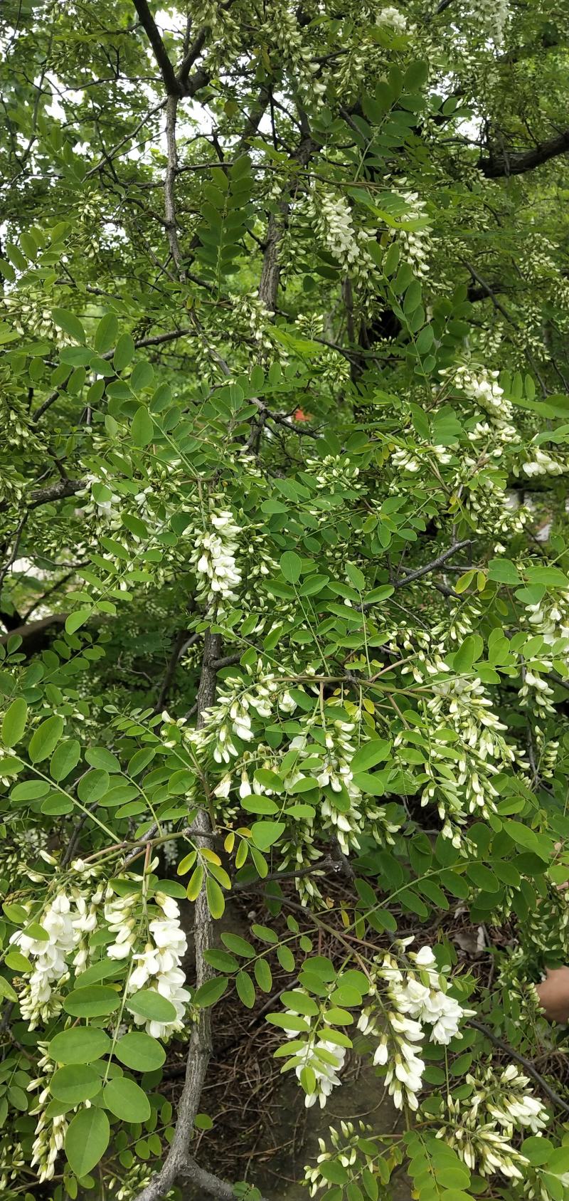 槐花茶