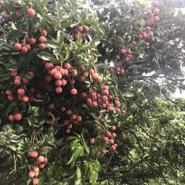 黑叶荔枝，6月黑叶，大量上市，价格优惠，自产自销。无中介