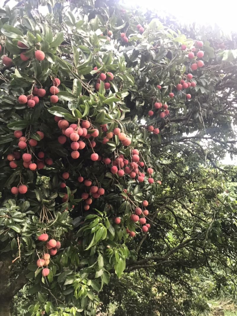 黑叶荔枝，6月黑叶，大量上市，价格优惠，自产自销。无中介