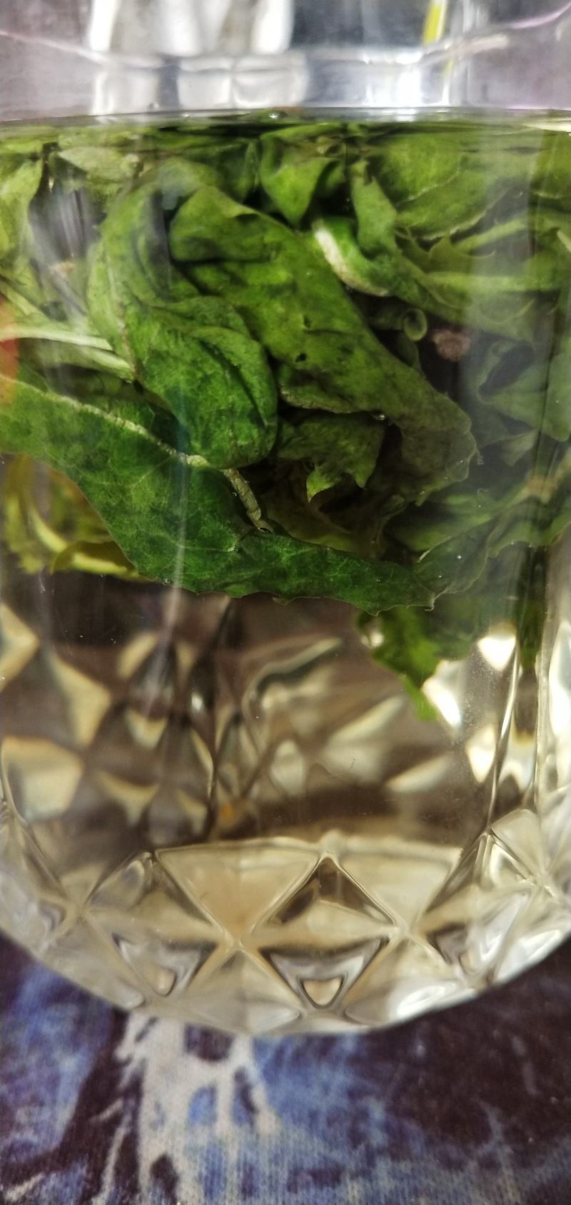 蒲公英