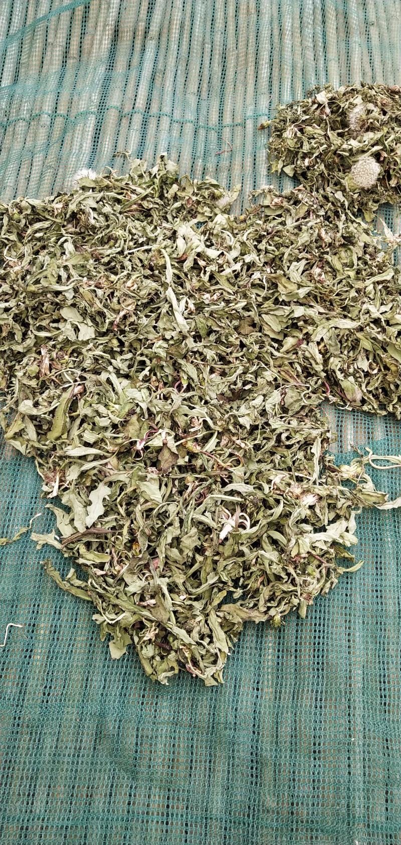 蒲公英