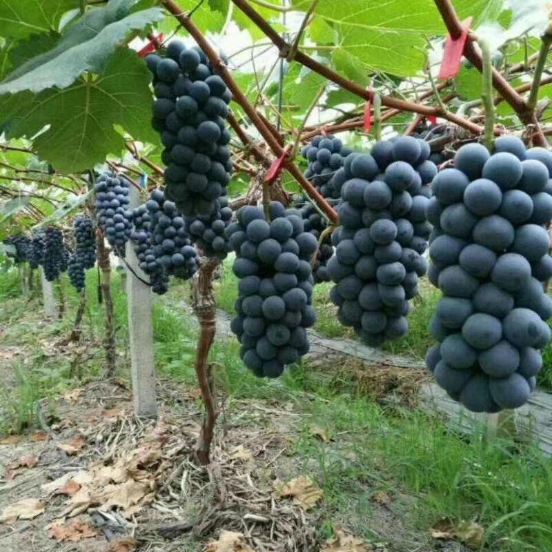 夏黑葡萄大量供应诚信代办对接加工厂，超市，市场