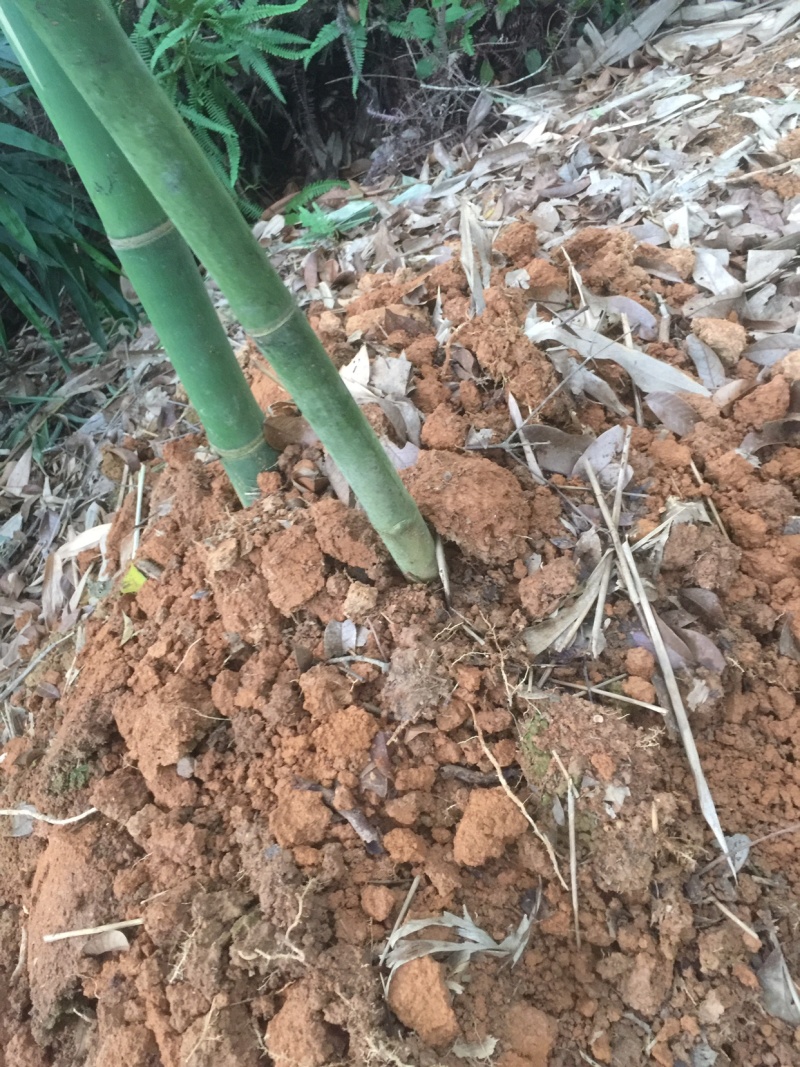 新鲜黄土麻竹笋