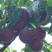 桃树苗，精品黑桃树苗，袋苗地苗，一首货源