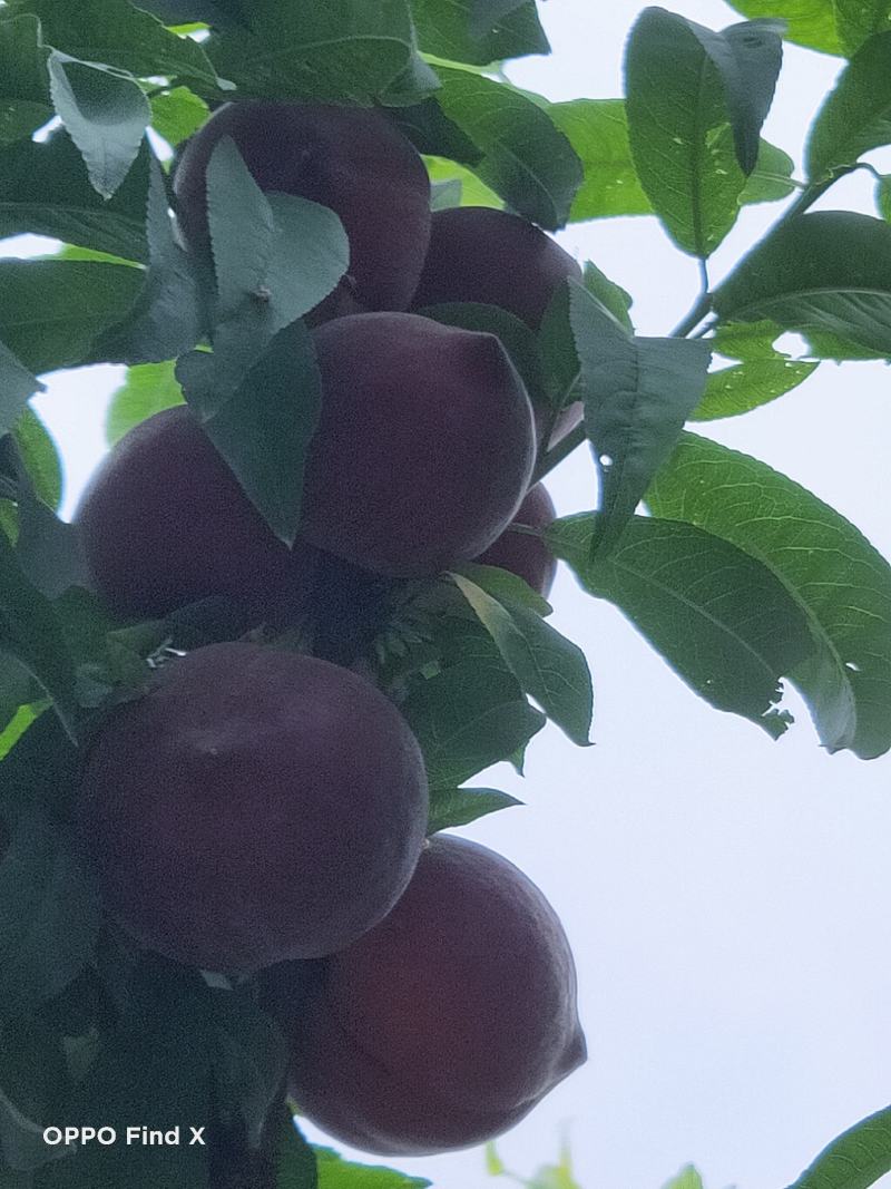 桃树苗，精品黑桃树苗，袋苗地苗，一首货源