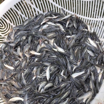 麦鲮鱼苗，土鲮鱼苗，野鲮鱼苗，赤眼鲮鱼苗