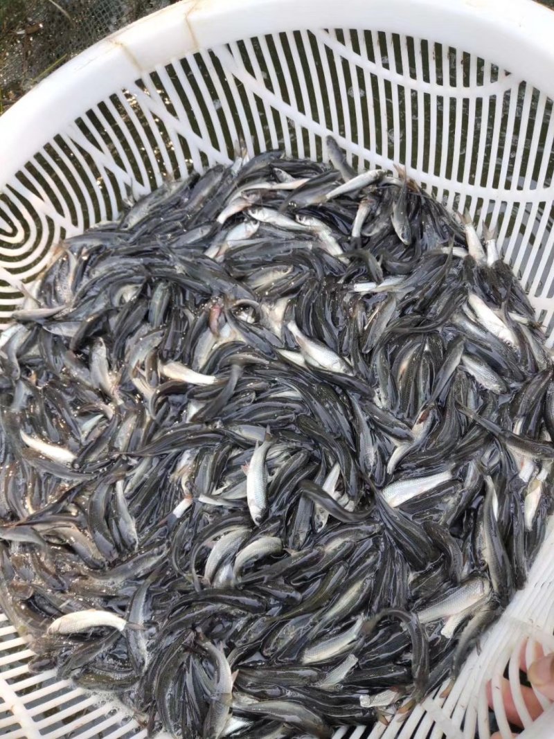 麦鲮鱼苗，土鲮鱼苗，野鲮鱼苗，赤眼鲮鱼苗