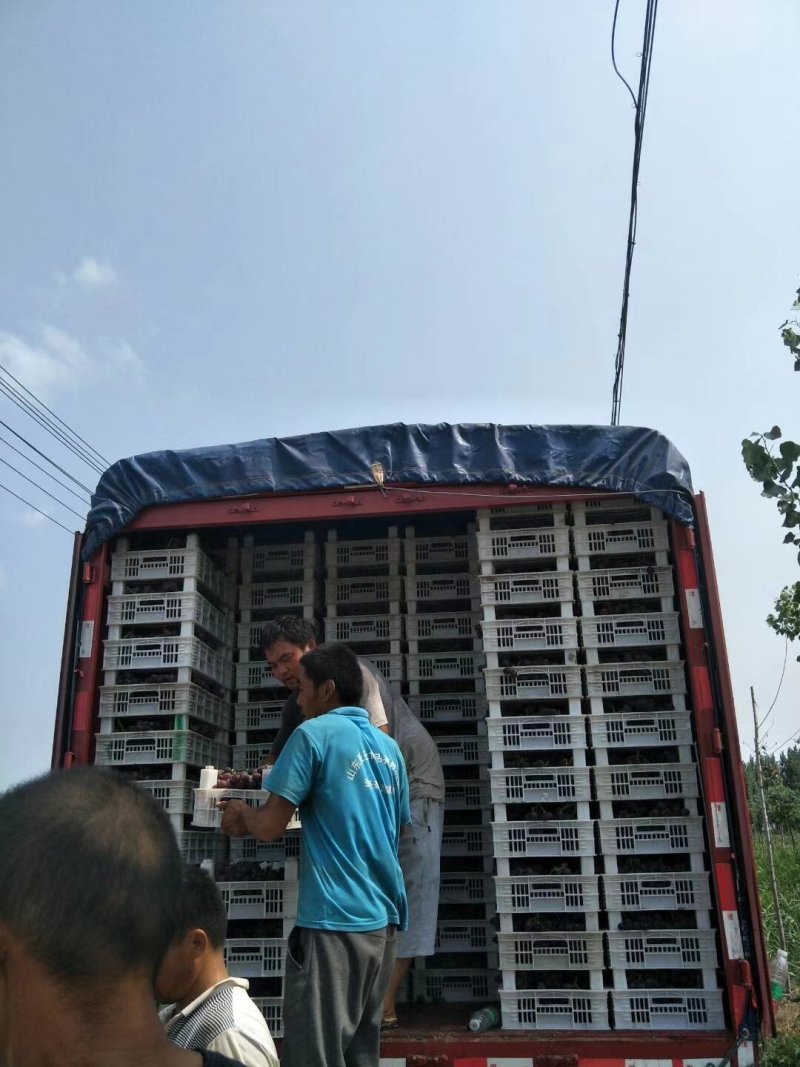 巨峰葡萄产区直供代收代发全国各大市场