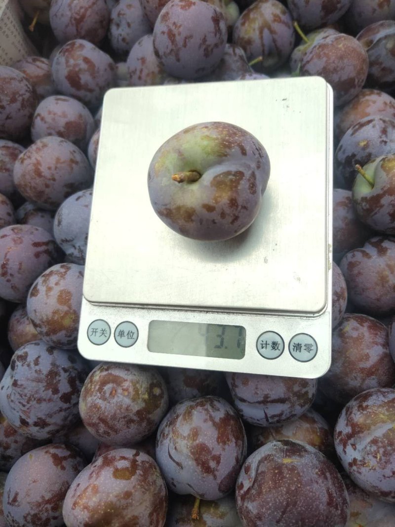 五月脆李子阳光汉源，阳光果源，大自然的滋养。给您甜甜美美