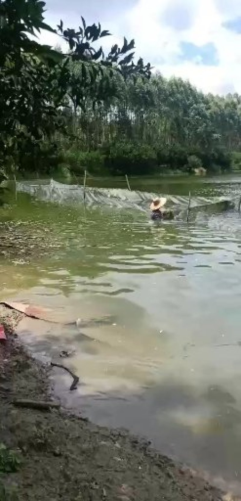 罗非鱼苗，宝路罗非鱼苗，海南罗非王鱼苗，苗场直销