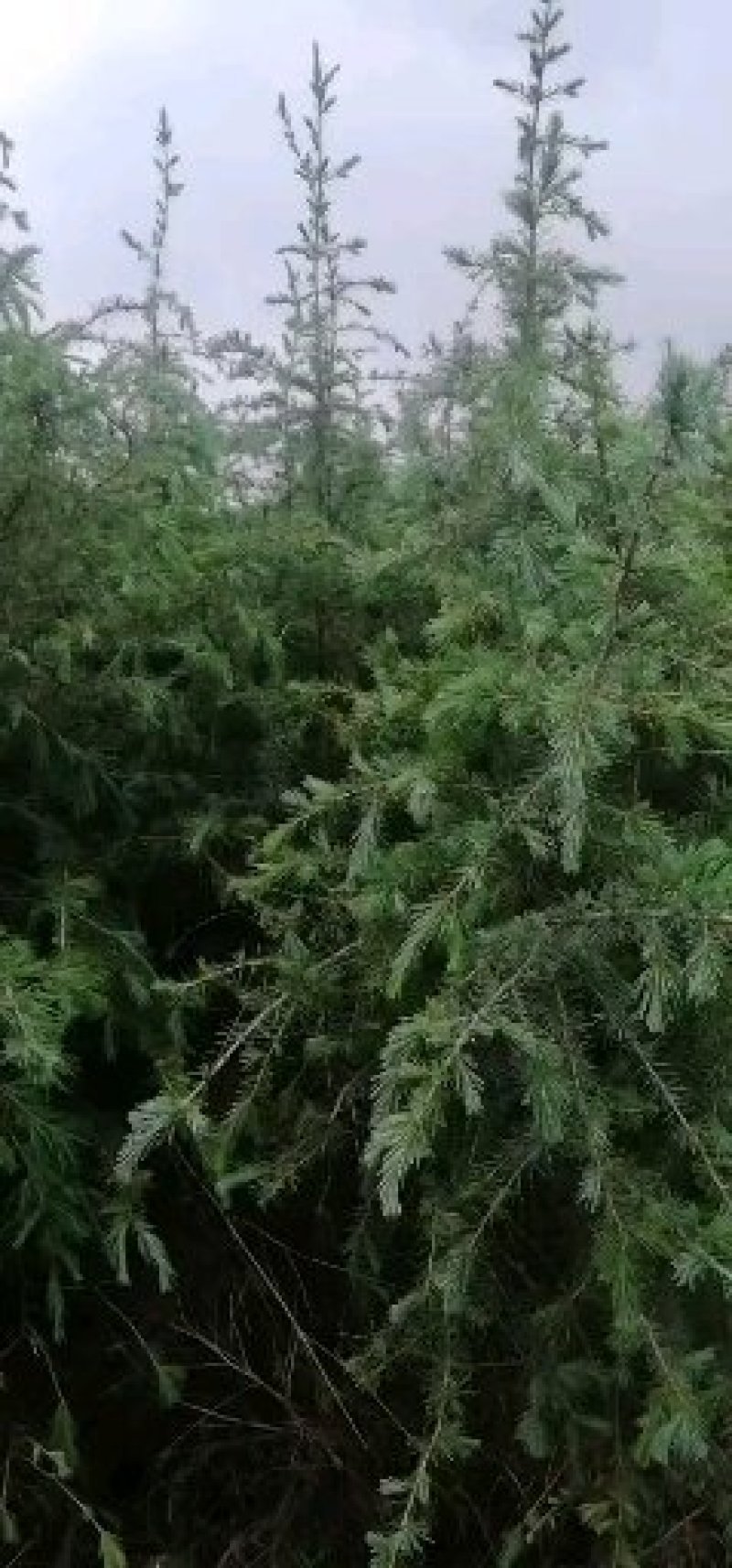 雪松袋苗米径2分一3分一4分一5分一8分一10分