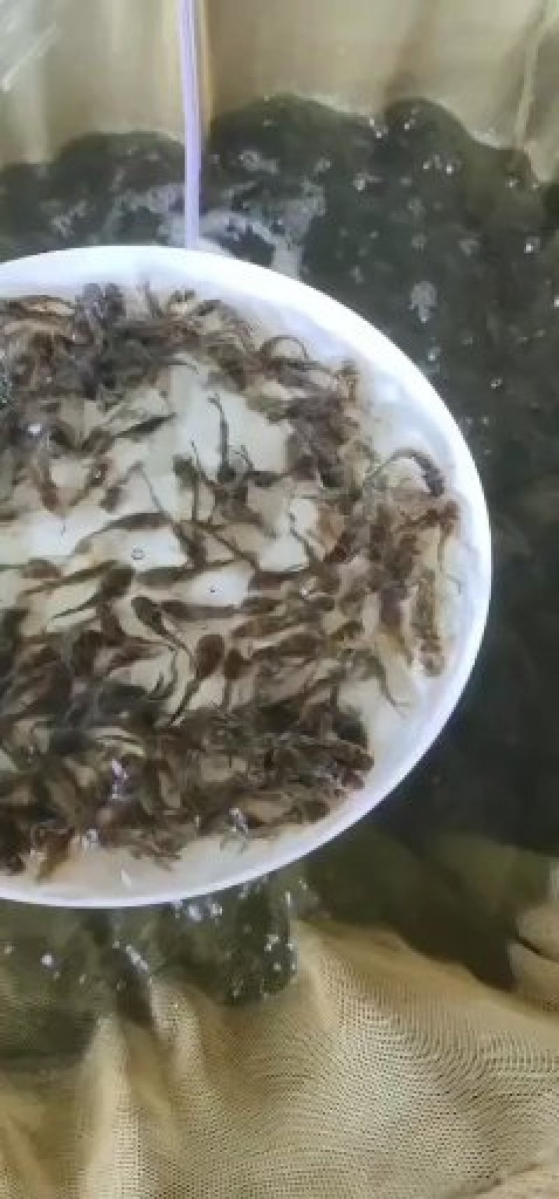 黄骨鱼苗，黄辣丁，杂交黄骨鱼苗，苗场直销免费指导养殖技术