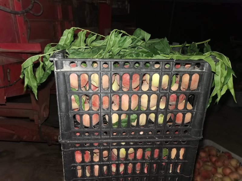美脆、突围大量有货