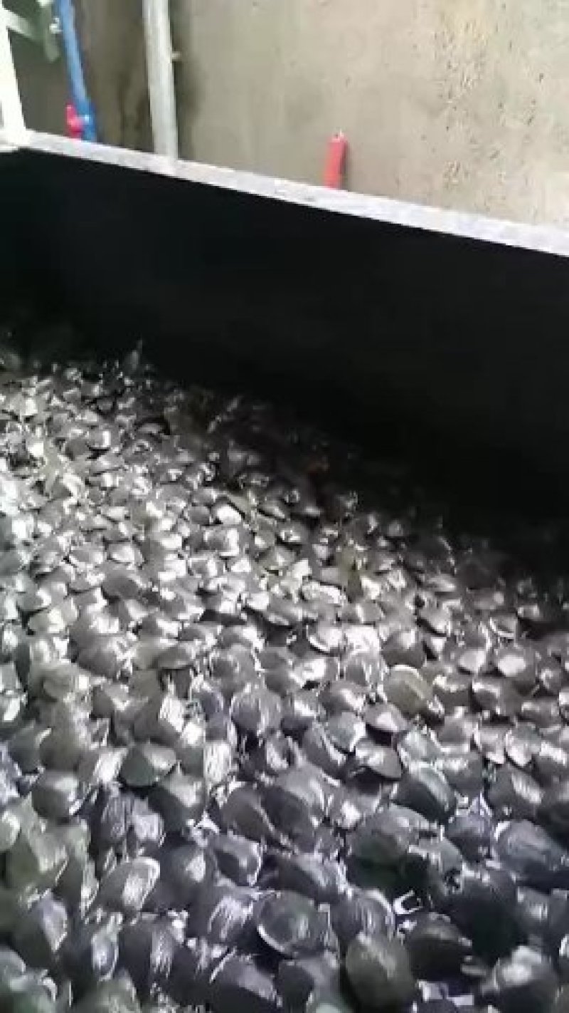 甲鱼苗，黄沙水鱼苗，珍珠水鱼苗，山瑞苗，水鱼苗
