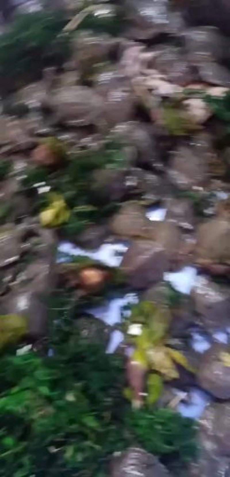 甲鱼苗，黄沙水鱼苗，珍珠水鱼苗，山瑞苗，水鱼苗