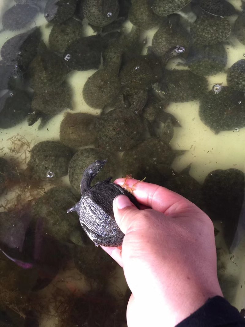 甲鱼苗，黄沙水鱼苗，珍珠水鱼苗，山瑞苗，水鱼苗