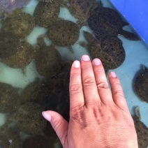 甲鱼苗，黄沙水鱼苗，珍珠水鱼苗，山瑞苗，水鱼苗