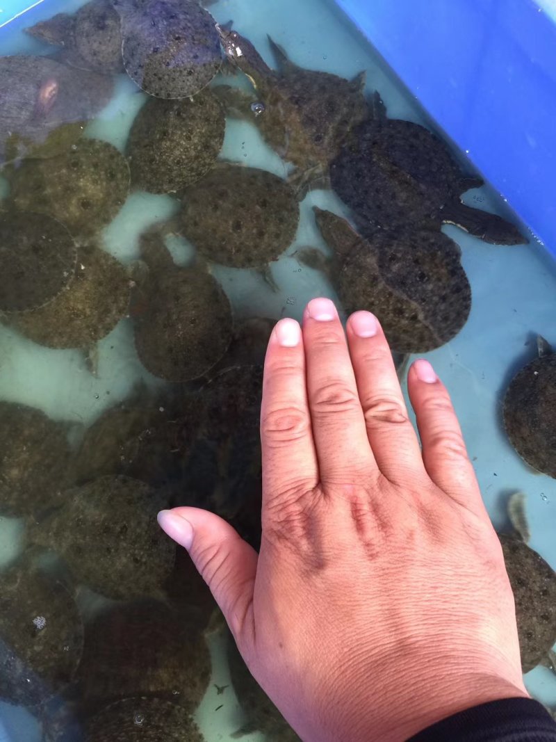 甲鱼苗，黄沙水鱼苗，珍珠水鱼苗，山瑞苗，水鱼苗