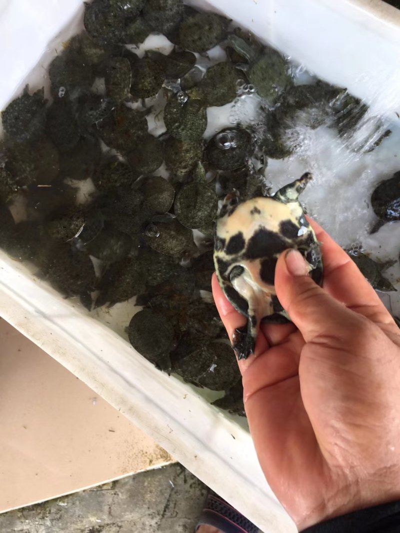 甲鱼苗，黄沙水鱼苗，珍珠水鱼苗，山瑞苗，水鱼苗