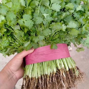 河北香菜大量上市基地直发支持视频看货量大从优