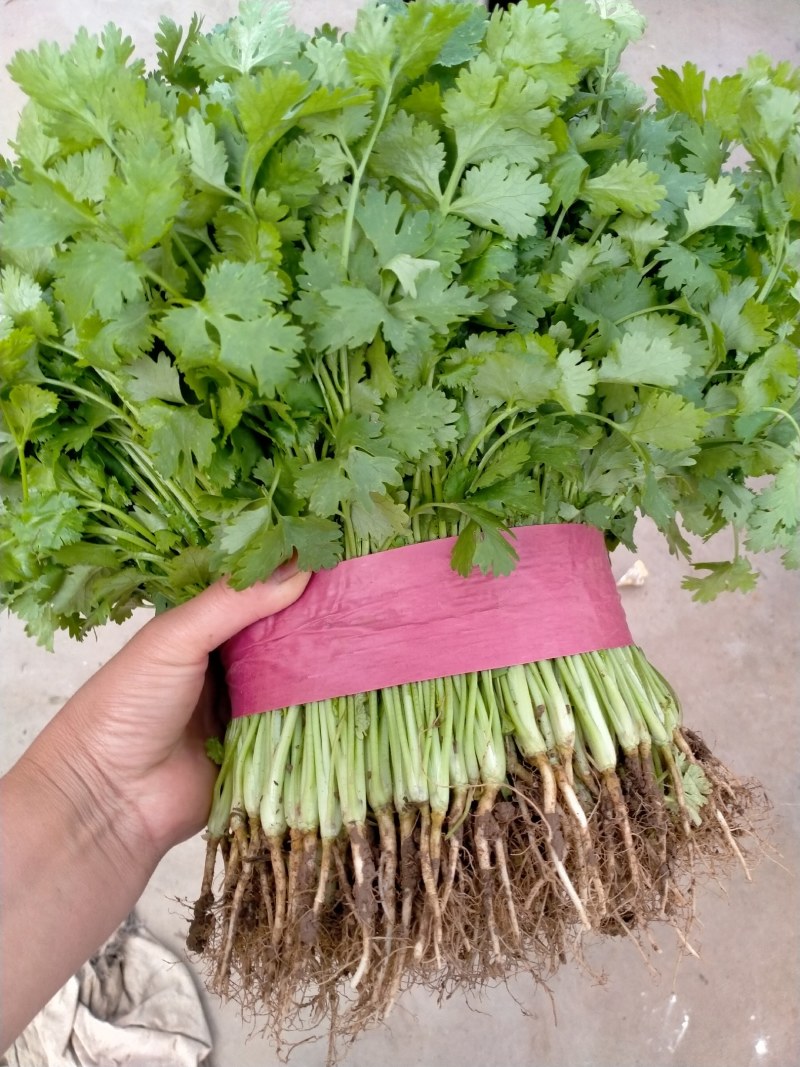 河北香菜大量上市基地直发支持视频看货量大从优