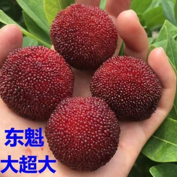 东魁杨梅苗杨梅苗中小杯都有现货