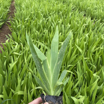 上盆鸢鸢尾鸢尾鸢尾鸢尾鸢尾鸢尾鸢尾鸢尾鸢尾