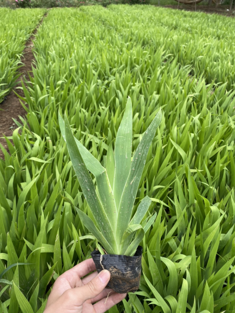 上盆鸢鸢尾鸢尾鸢尾鸢尾鸢尾鸢尾鸢尾鸢尾鸢尾