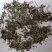 透骨草统货支持混货量大可物流发货1000克批发