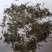 透骨草统货支持混货量大可物流发货1000克批发