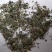 透骨草统货支持混货量大可物流发货1000克批发