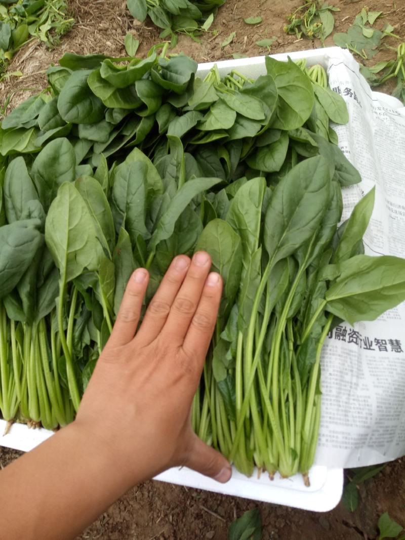 精品【菠菜】对接电商市场商超等各类客户欢迎咨询