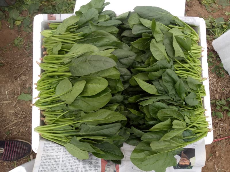 精品【菠菜】对接电商市场商超等各类客户欢迎咨询
