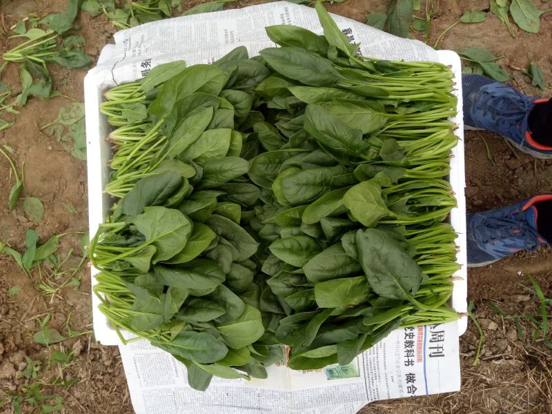 精品【菠菜】对接电商市场商超等各类客户欢迎咨询