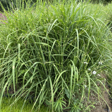 班叶芒班叶芒班叶芒班叶芒斑叶芒斑叶芒斑叶芒
