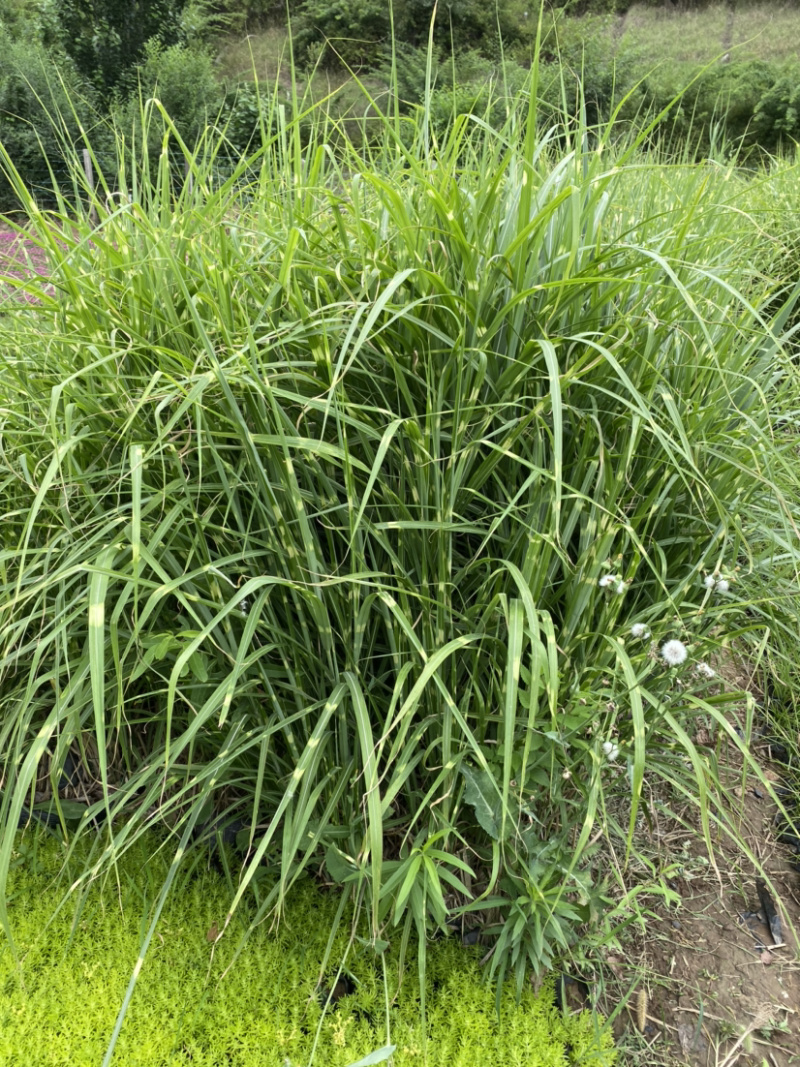 班叶芒班叶芒班叶芒班叶芒斑叶芒斑叶芒斑叶芒