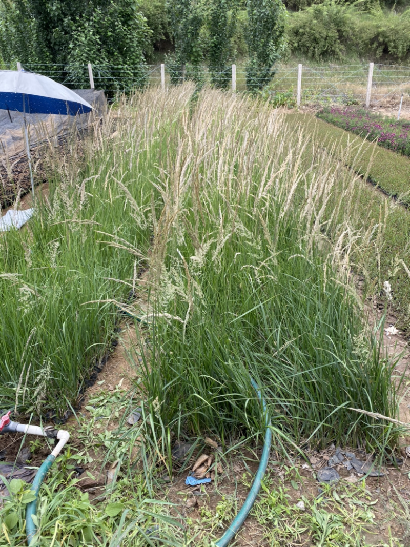 卡尔弗子茅卡尔弗子茅观赏草卡尔弗子茅卡尔弗子茅