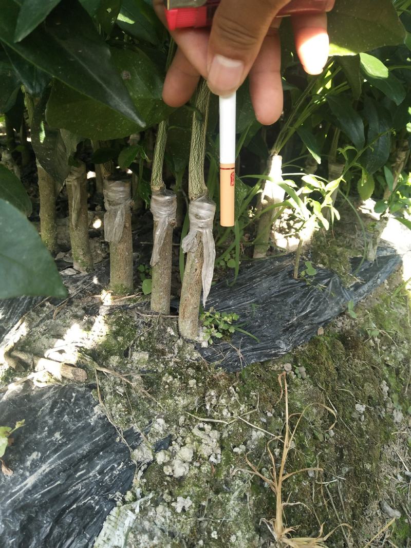 沃柑杯苗普通沃柑大叶积壳头沃30~50cm