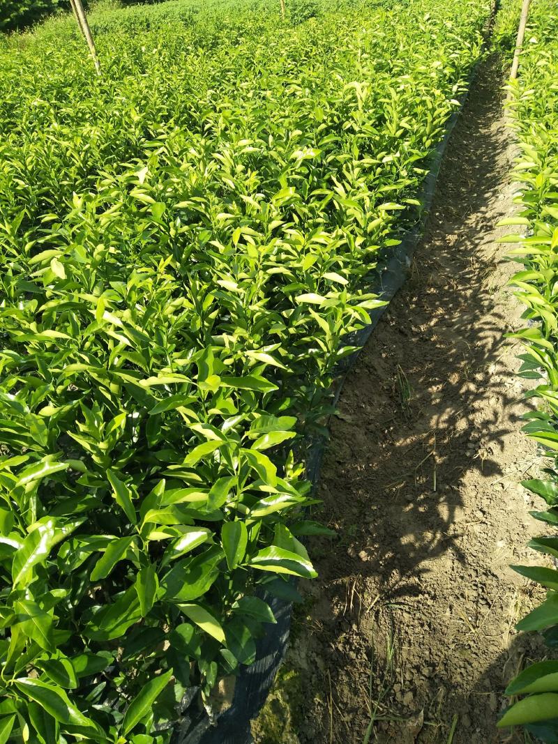 沃柑杯苗普通沃柑大叶积壳头沃30~50cm