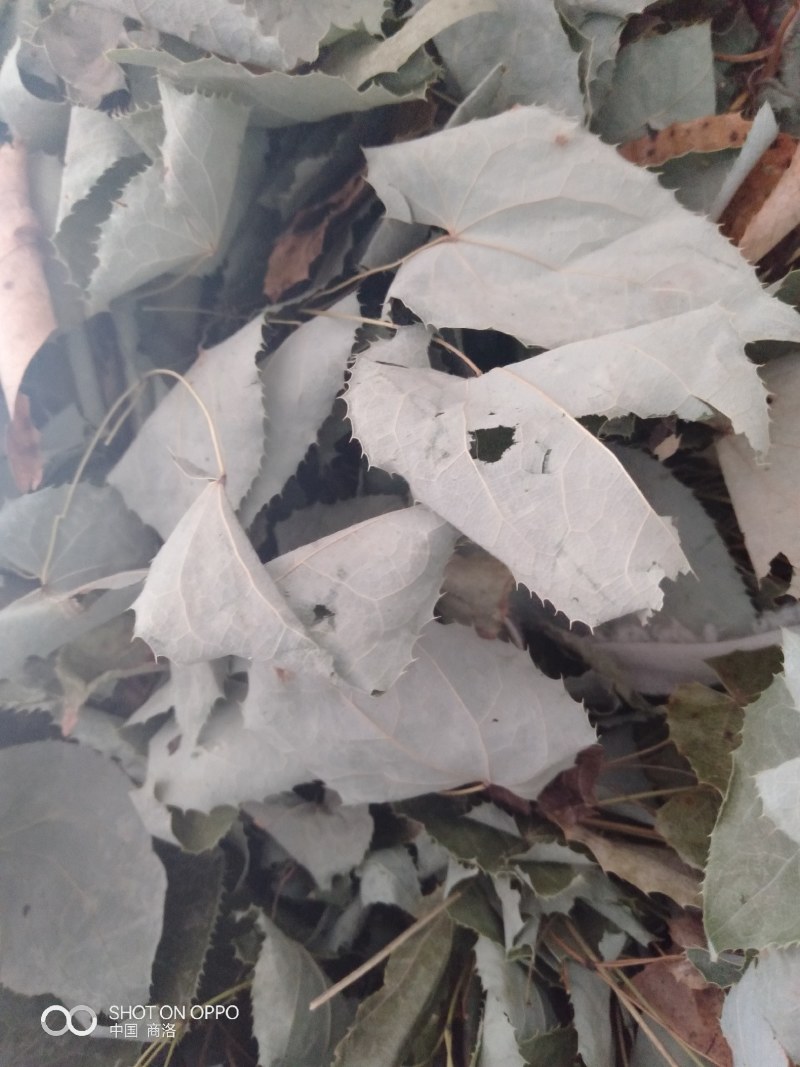 深山生态大叶纯种淫羊霍，干度好无霉变，青绿色，含量够。