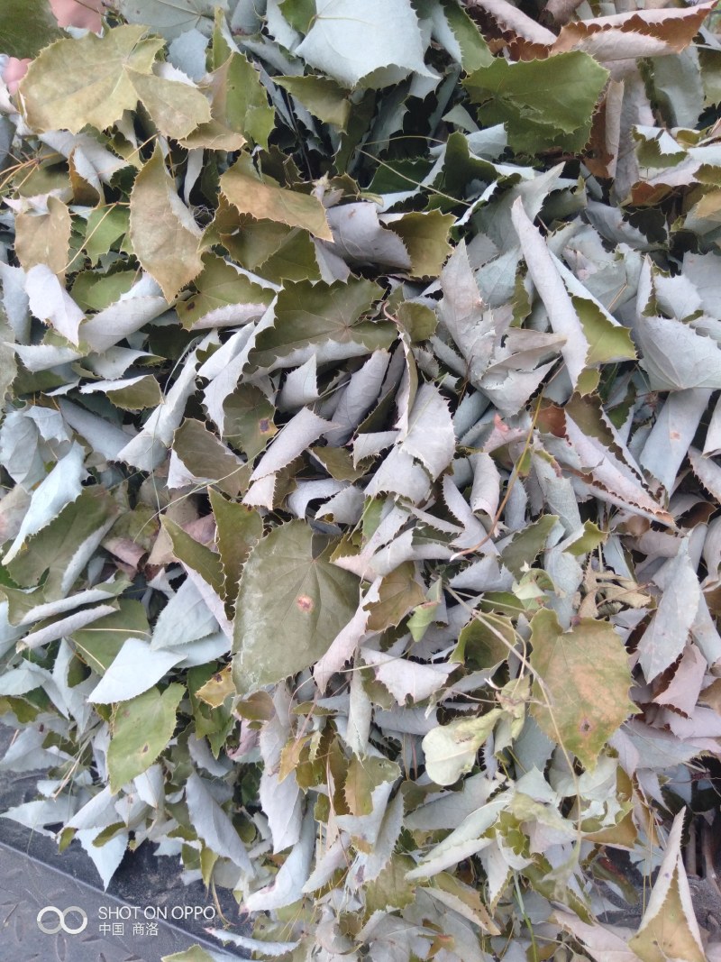 深山生态大叶纯种淫羊霍，干度好无霉变，青绿色，含量够。