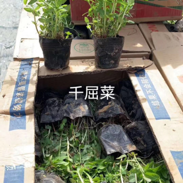 千屈菜千屈菜千屈菜千屈菜千屈菜千屈菜千屈菜