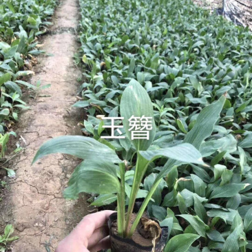 玉簪玉簪玉簪玉簪玉簪玉簪玉簪玉簪玉簪玉簪