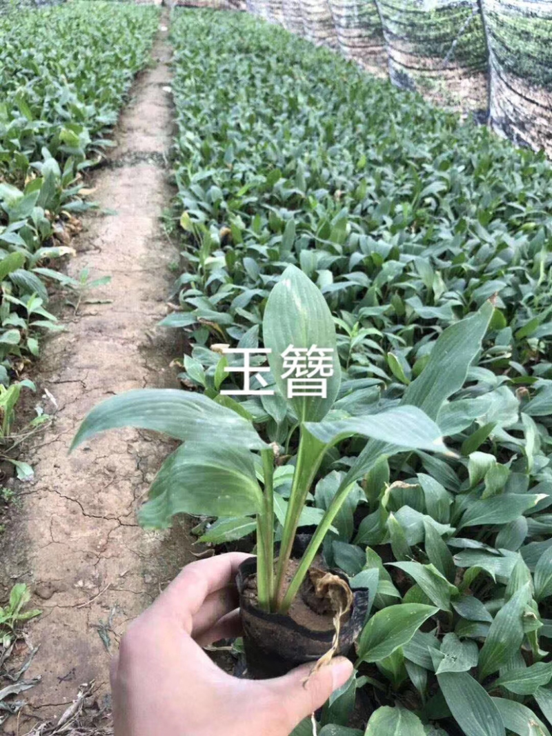 玉簪玉簪玉簪玉簪玉簪玉簪玉簪玉簪玉簪玉簪