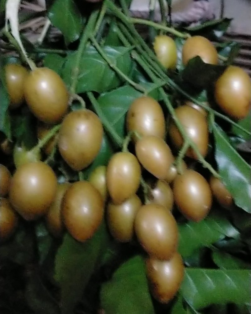 自产农家鸡心黄皮果