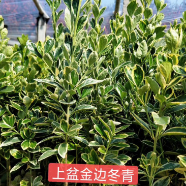 金边冬青金边冬青金边冬青金边冬青金边冬青