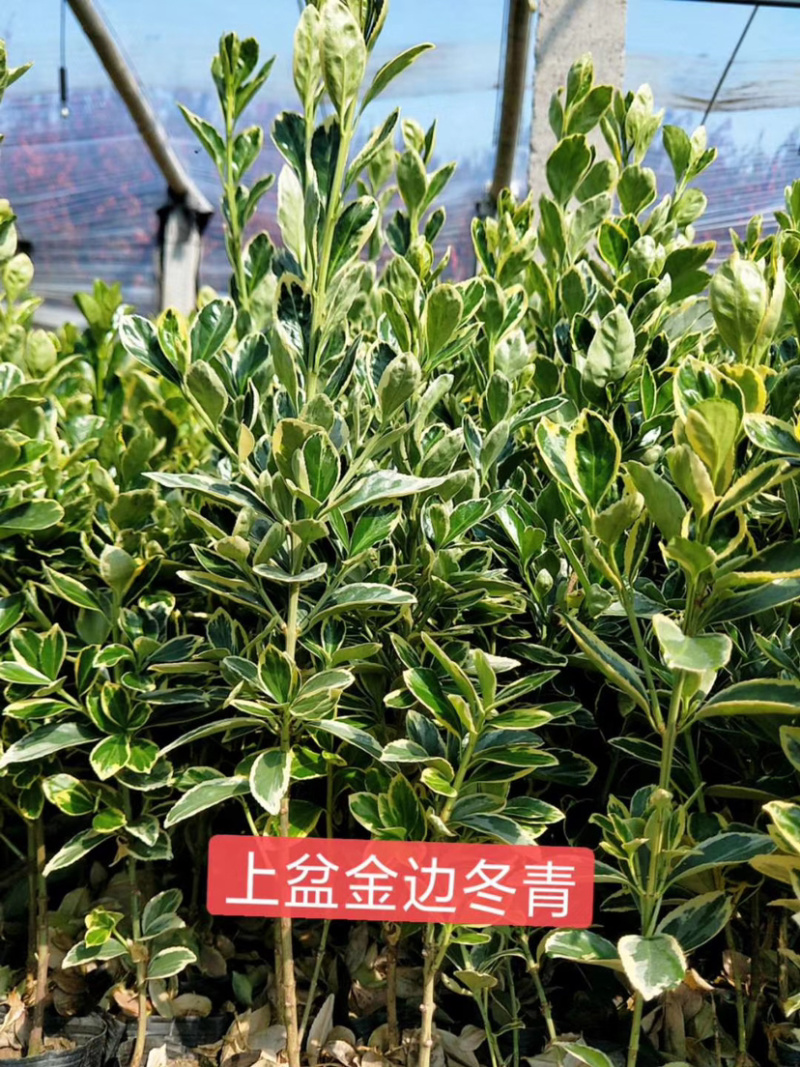 金边冬青金边冬青金边冬青金边冬青金边冬青