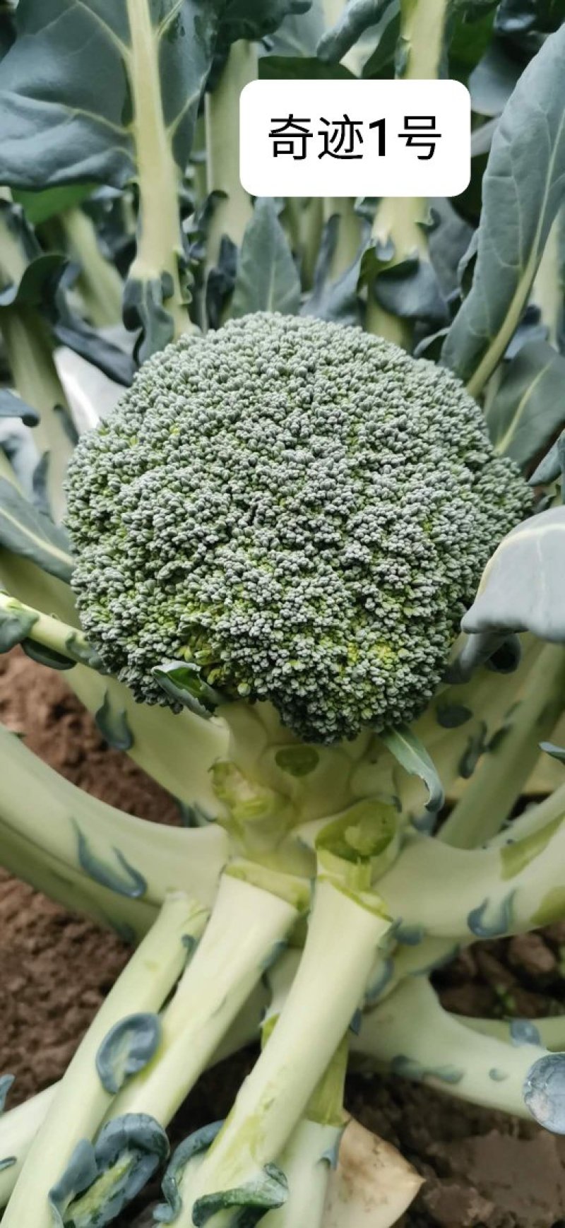 圣青75西兰花种子耐寒耐热抗逆性强蕾粒细色绿不发紫