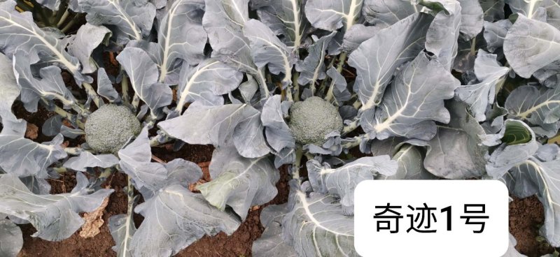 圣青75西兰花种子耐寒耐热抗逆性强蕾粒细色绿不发紫