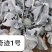 圣青75西兰花种子耐寒耐热抗逆性强蕾粒细色绿不发紫